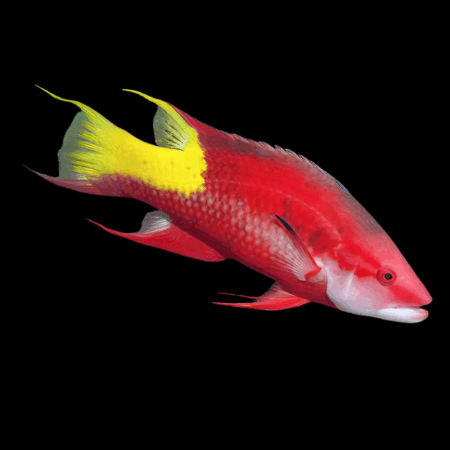Cuban Hog Fish Bodianus Pulchellus