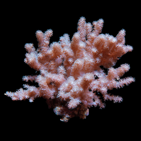 Cultured Finger Soft Coral Cauliflower Cladiella Sp