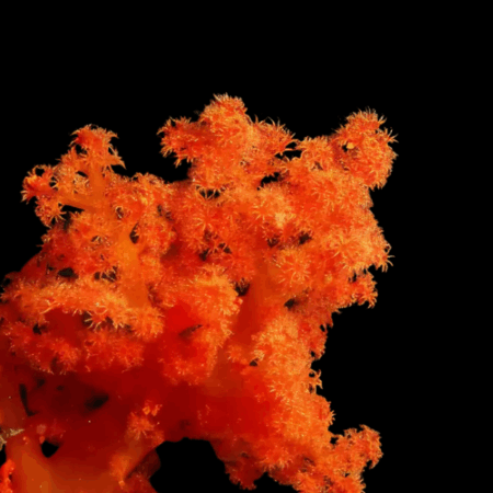 Cultured Pussey Soft Coral Orange Scleronephthya Sp