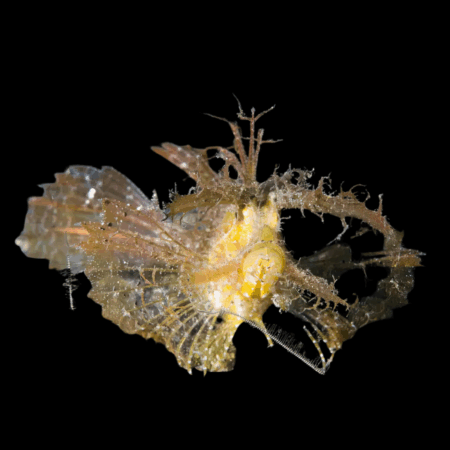 Denis Healey Leaf Fish Pteroidichthys Amboinensis