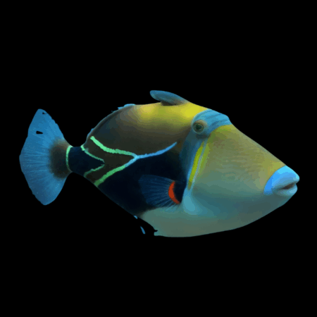 Diamond Trigger Fish Rhinecanthus Rectangulus