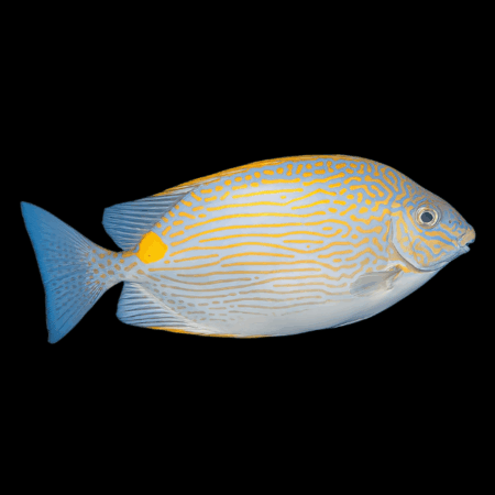 Dot Dash Rabbit Fish Siganus Lineatus