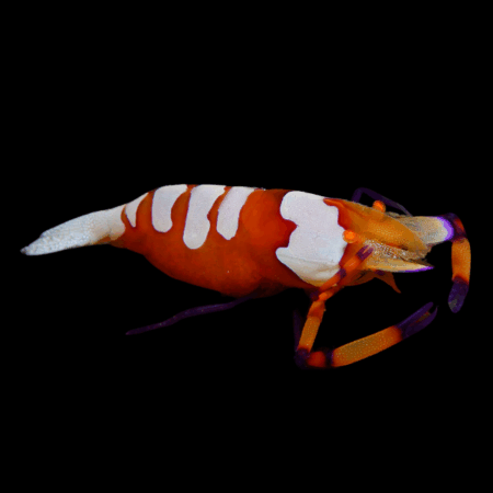 Emperor Shrimp Periclimenes Imperator