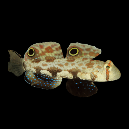 Eye Spot Goby Signigobius Biocellatus