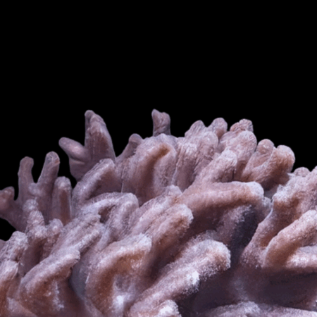 Finger Soft Coral Cactus Sinularia Brassica