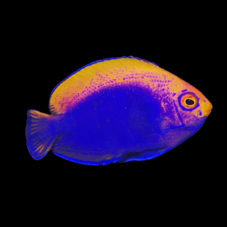 Fireball Dwarf Angelfish Centropyge Acanthops