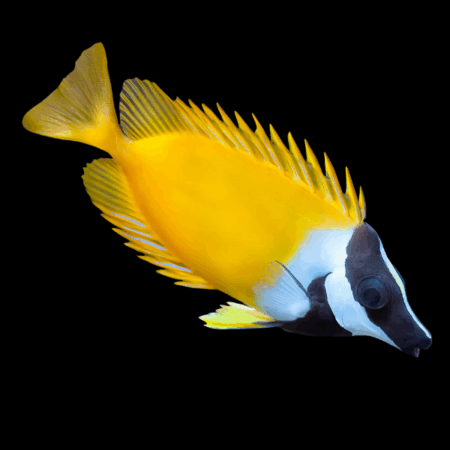 Fox Face Rabbit Fish Siganus Vulpinus