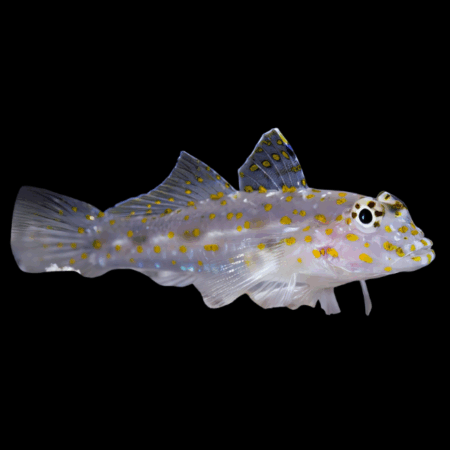 Ghost Goby Fusigobius Pallidus