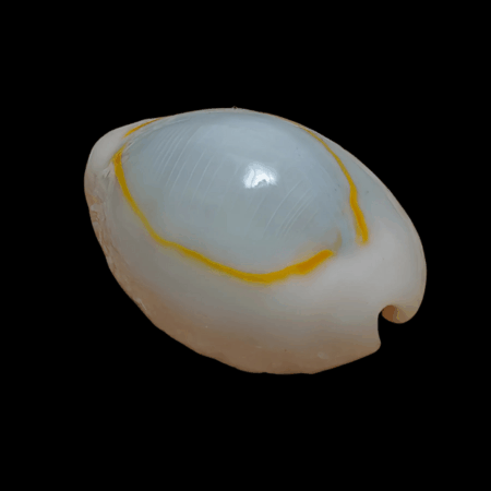 Gold Ring Cowrie Snail Monetaria Annulus