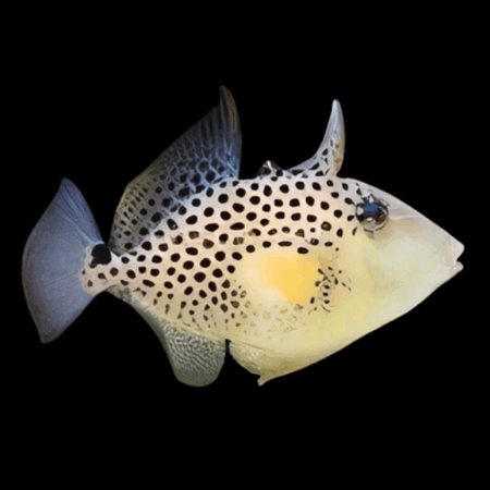 Golden Heart Trigger Fish Balistes Punctatus