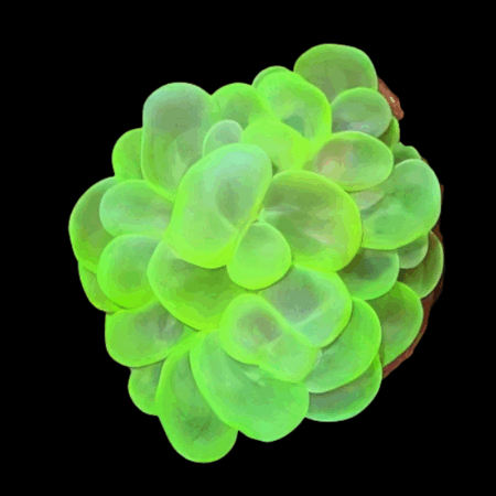 Green Bubble Hard Coral Plerogyra Sp