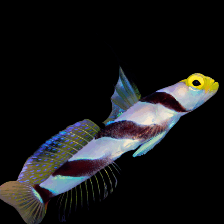 Hi Fin Banded Goby Stonogobiops Xanthorhinica
