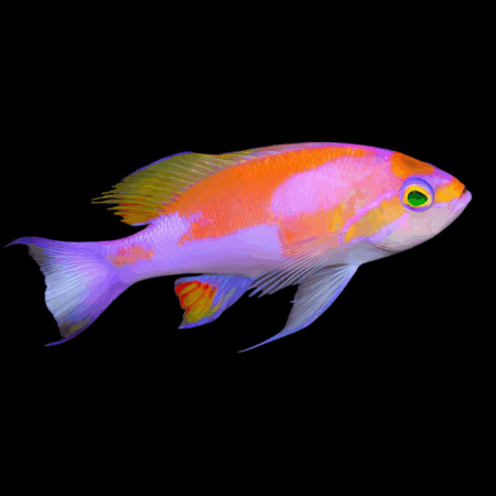 Hutomoi Anthias Pseudanthias Hutomoi