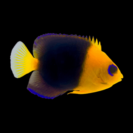 Joculata Dwarf Angelfish Centropyge Joculata