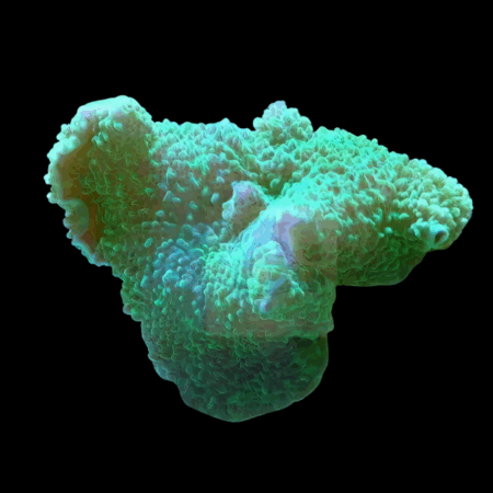 Leather Rock Mushroom Fungiidae Coral Green Rhodactis Sp