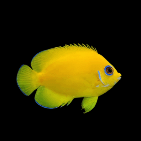 Lemon Peel Dwarf Angelfish Centropyge Flavissima