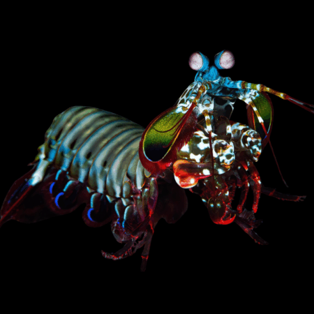Mantis Shrimp Gonodactylus Sp
