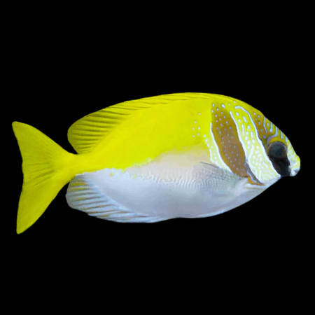 Masked Rabbit Fish Siganus Virgatus