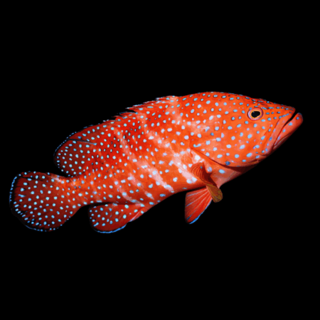 Miniatus Grouper Cephalophalis Miniata
