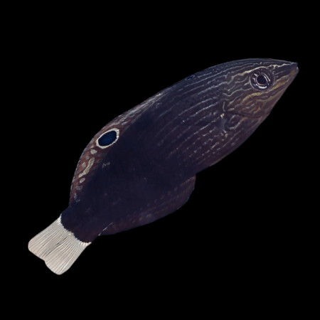 Monti Bug-Eating Wrasse Halichoeres Marginatus