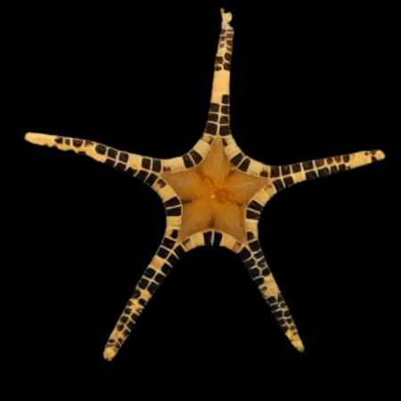 Mosaic Starfish Iconaster Longimanus