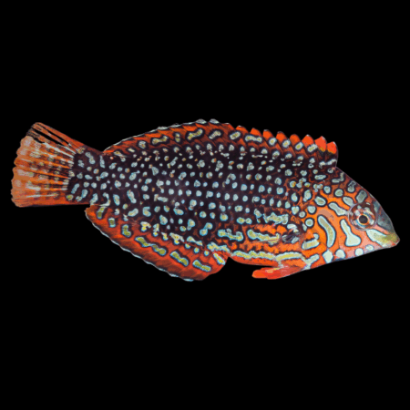 Orange Checkerboard Wrasse Macropharyngodon Ornatus