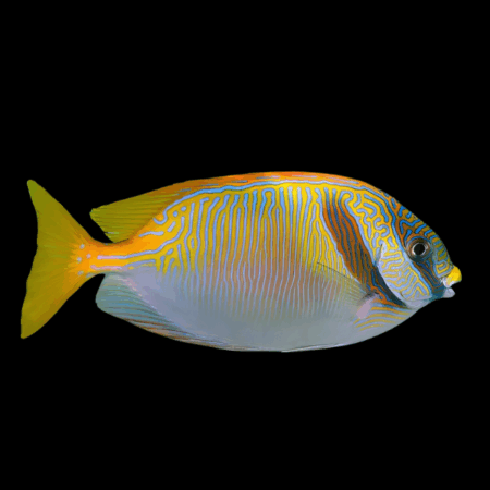 Orange Line Rabbit Fish Siganus Doliatus