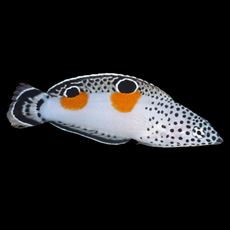 Pacific Twinspot Wrasse Coris Aygula