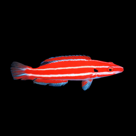 Peppermint Hog Fish Bodianus Opercularis