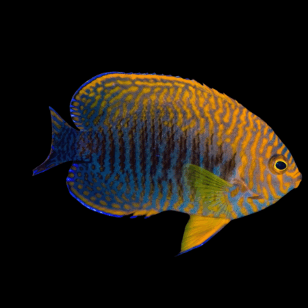 Potters Dwarf Angelfish Centropyge Potteri