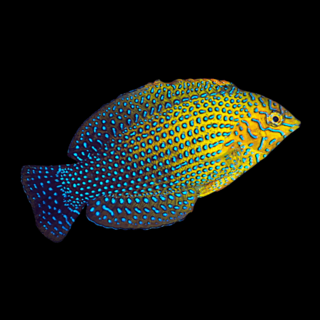 Potter's Wrasse Macropharyngodon Geoffroy