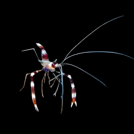 Red Boxing Shrimp Stenopus Hispidus