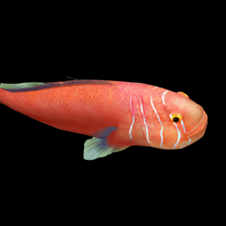 Red Coral Goby Gobiodon Quinquestriatus