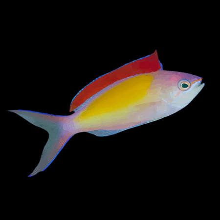 Red Fin Anthias Pseudanthias Dispar