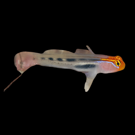 Red Head Goby Elacatinus Puncticulatus