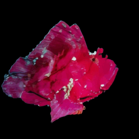 Red Leaf Fish Taenianotus Triacanthus