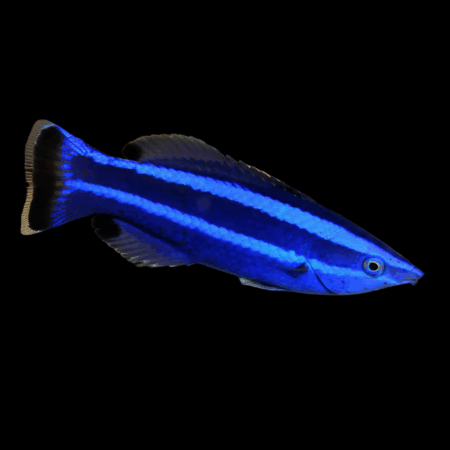 Red Sea Cleaner Wrasse Larabicus Quadrilineatus
