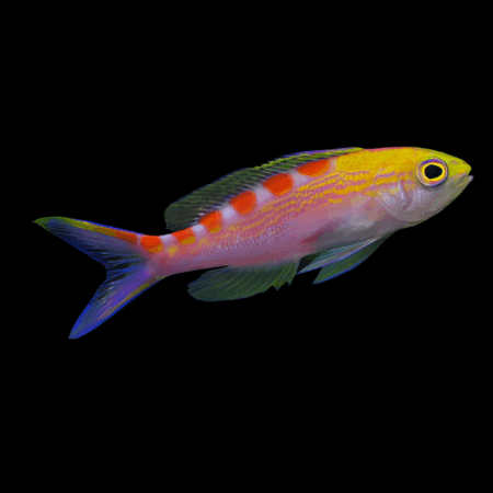 Saddleback Anthias Pseudanthias Flavoguttatus