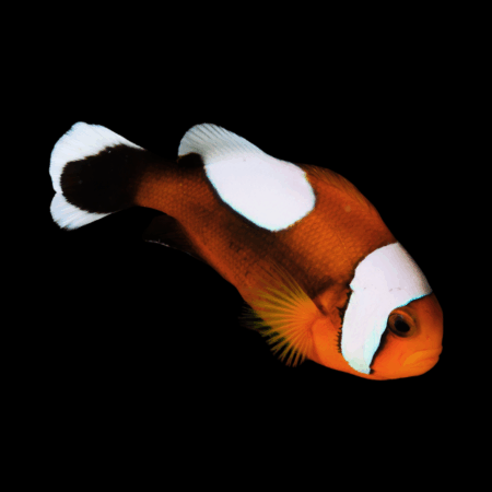 Saddleback Clownfish Amphiprion Polymnus