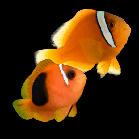 Saddled Red Clownfish Amphiprion Ephippium Pair