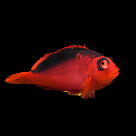 Scarlet Hawkfish Neocirrhitus Armatus