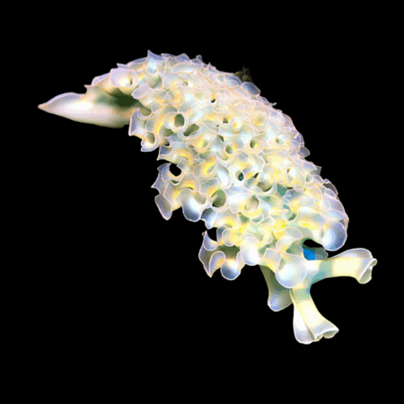Sea Slug Frilly Elysia Crispata