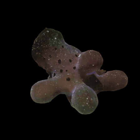 Sea Slug Quasimodo Coriocella Hibyae