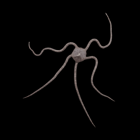 Serpent Starfish Ophioderma Sp