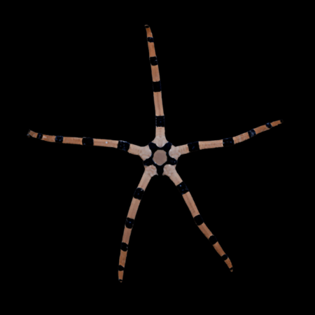 Serpent Starfish Tiger Ophiolepis Superba