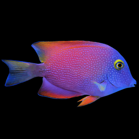 Silver Spot Tang Ctenochaetus Truncatus