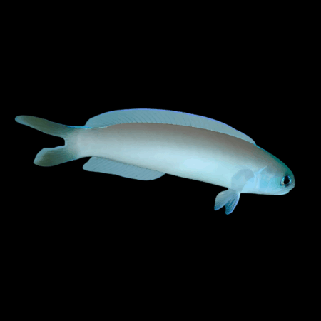 Silver Tile Goby Hoplolatilus Cuniculus
