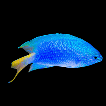 Sky Blue Damsel Pomacentrius Imitator