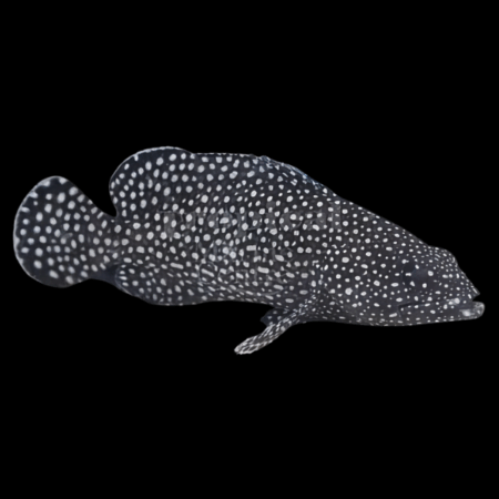 Snowflake Grouper Epinephelus Caeruleopunctatus