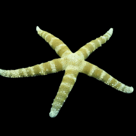 Spikey Starfish Banded Nardoa Tuberculata